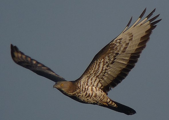 Bondrée apivore - LPO Auvergne : R.Riols