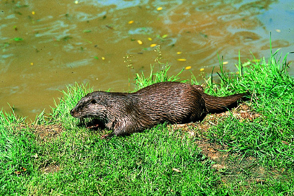 Loutre d'Europe-C.Bouchardy