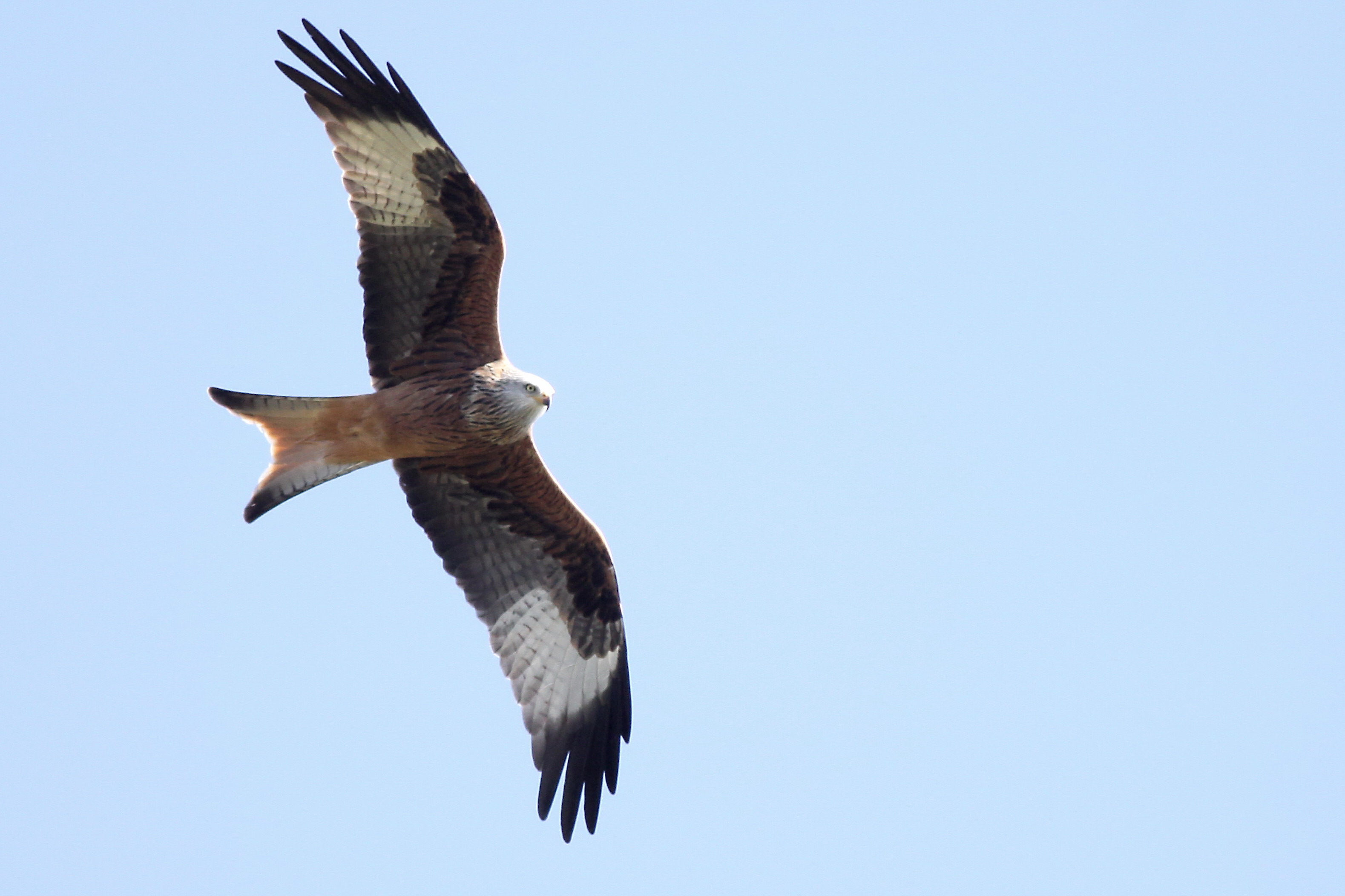 Milian royal - F.Journeaux