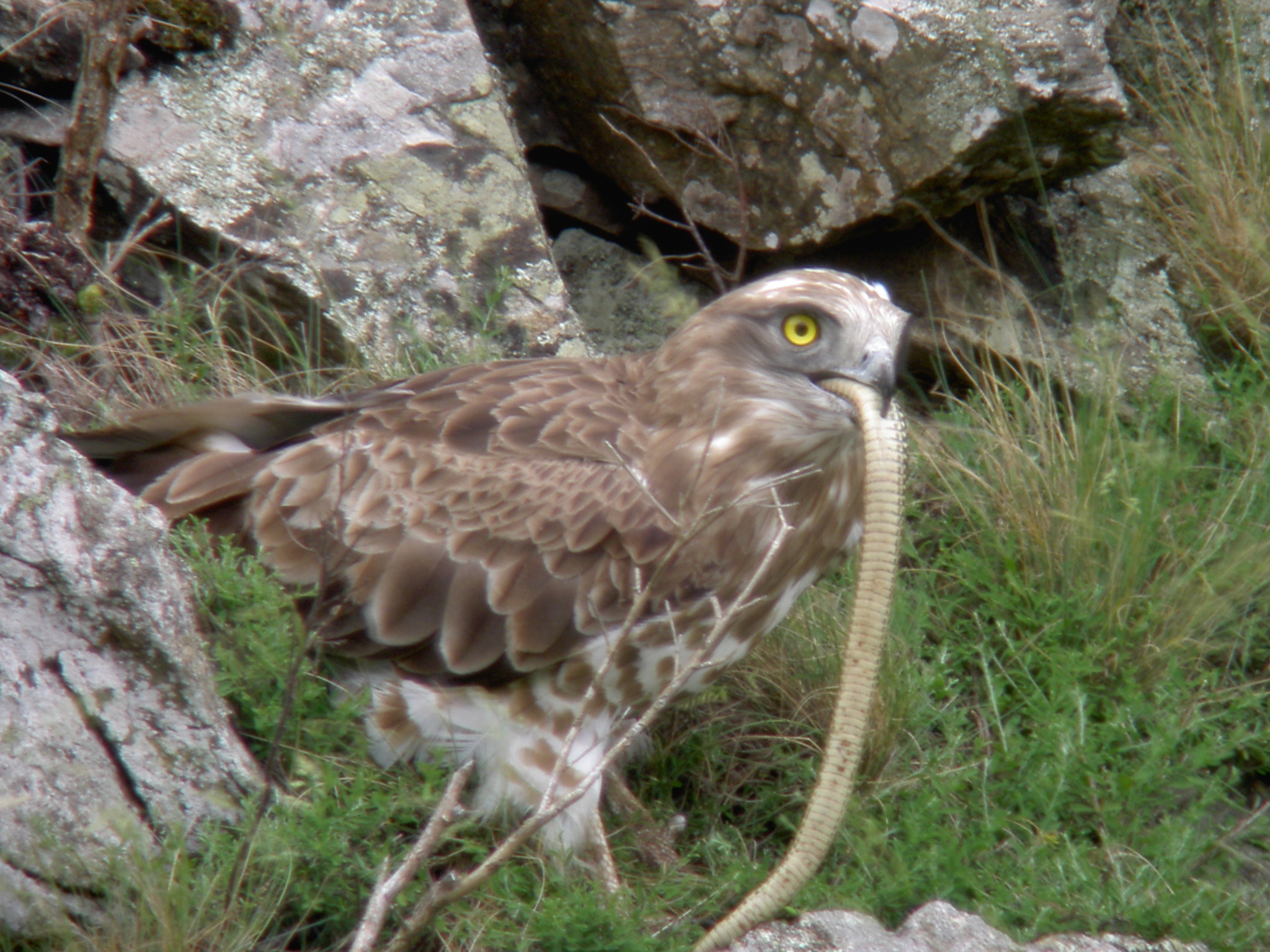 Circaète Jean-le-Blanc - R.Riols